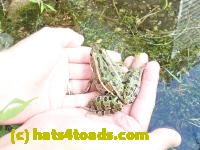 /home//u458753944/public_html/sourcegallery///Frogs/Mixed frogs/P8210385.JPG